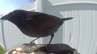 brown-headed cowbird
