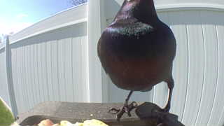 common grackle