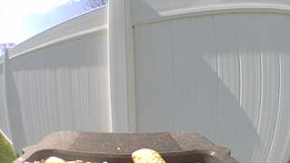 american goldfinch