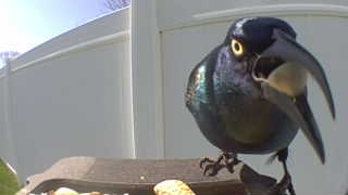 common grackle