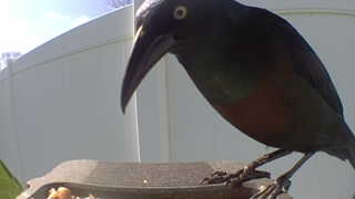common grackle