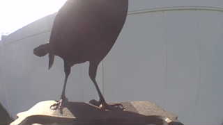 Unidentified clip