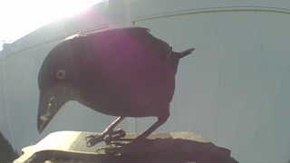 common grackle