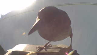 brown thrasher
