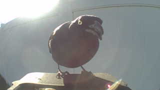 pine grosbeak