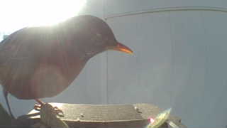 american robin
