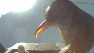 american robin