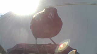 american robin