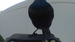 common grackle