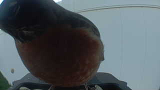 american robin