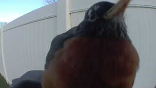 american robin