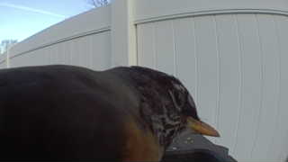 american robin