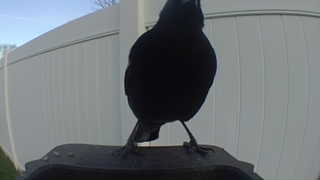 american crow