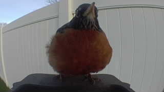american robin