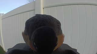 domestic duck