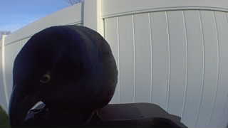 american crow
