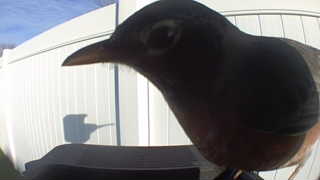american robin