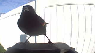 red-winged blackbird