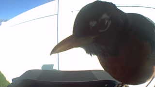 american robin