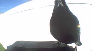 red-winged blackbird