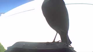 european starling