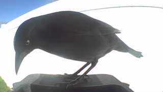 common grackle
