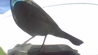 common grackle