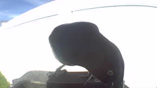 brown-headed cowbird