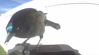 common grackle