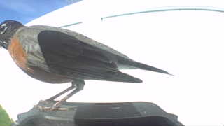 american robin