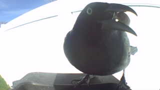 common raven