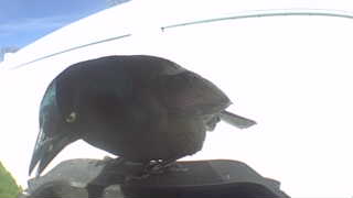 common grackle