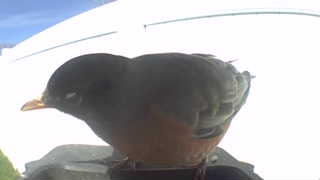 american robin