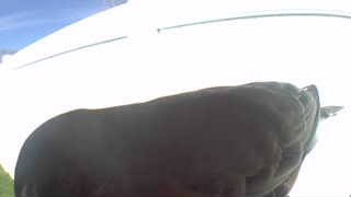 Unidentified clip