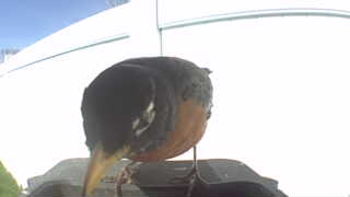 american robin