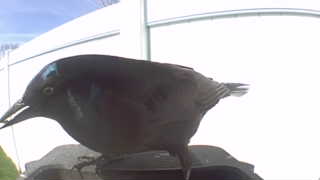 common grackle