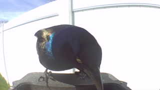 common grackle