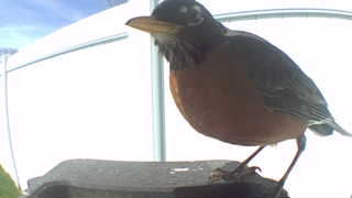 american robin