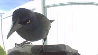 common grackle