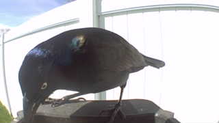 common grackle