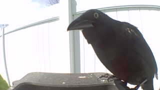 american crow