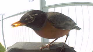 american robin