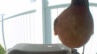 american robin