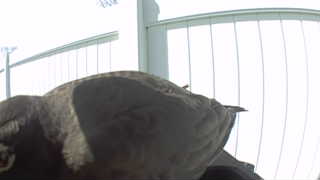 turkey vulture