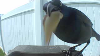 common grackle