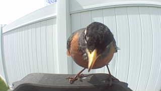 american robin