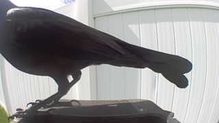 american crow