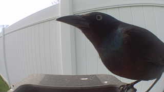 common grackle