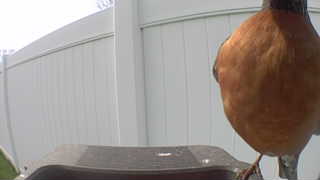 american robin