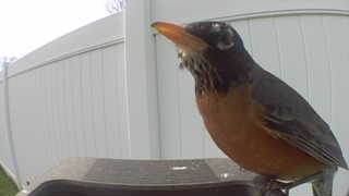 american robin